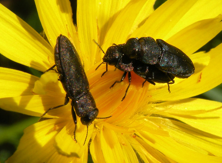 Buprestidae: Anthaxia millefolii ? No, Anthaxia quadripunctata